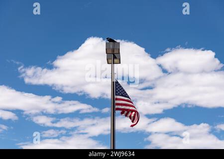 Drapeau américain et oiseau noir , Arizona, Etats-Unis Banque D'Images
