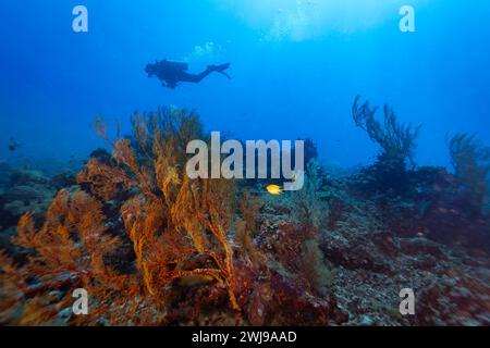 Plongée sous-marine explore le paysage d'un récif corallien dans les eaux tropicales bleues Banque D'Images