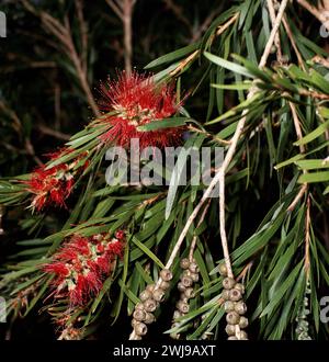 Melaleuca (callistemon) viminalis, communément connu sous le nom de biberon pleuvent ou biberon de ruisseau Banque D'Images
