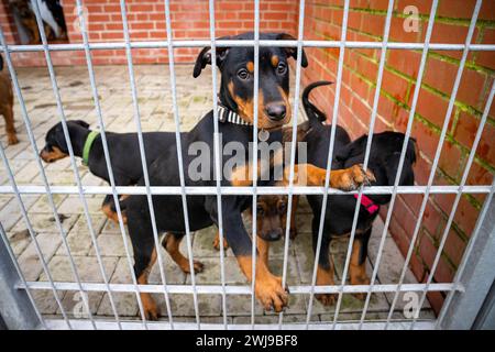 Brême, Allemagne. 13 février 2024. Chiens au refuge pour animaux de Brême. De nombreux chats et chiens ayant des problèmes comportementaux posent des défis majeurs pour les refuges pour animaux en basse-Saxe et Brême. (À dpa 'abris pour animaux complets : chiens avec des problèmes de comportement et beaucoup de chats') crédit : Sina Schuldt/dpa/Alamy Live News Banque D'Images