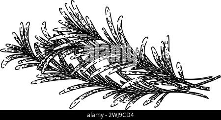 croquis de romarin de brindille vecteur dessiné à la main Illustration de Vecteur