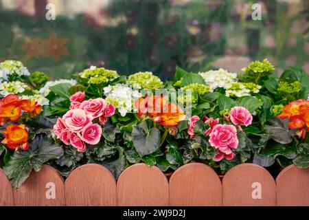 Fleurs lumineuses de bégonias tuberhybrida tuberculeux dans le jardin, parterre de fleurs mignon avec une belle clôture en bois élégante. Banque D'Images
