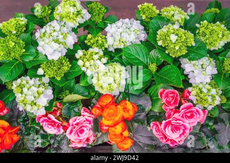 Fleurs vives de bégonias tuberhybrida tubéreuses dans la vue de dessus du jardin. Banque D'Images