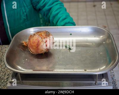 le vendeur de femme senior pèse gros oignon rose organique dans une balance à l'image haute résolution de magasin de détail Banque D'Images