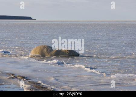 Ours polaire, Ursus maritimus, mâle adulte nageant dans la banquise nouvellement formée Mer de Beaufort Océan Arctique 1002 de l'anwr, Alaska Banque D'Images