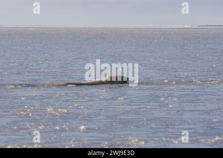 Ours polaire, Ursus maritimus, mâle adulte nageant dans la banquise nouvellement formée Mer de Beaufort Océan Arctique 1002 de l'anwr, Alaska Banque D'Images