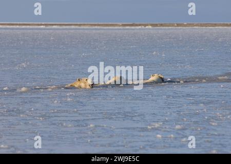 Ours polaires, Ursus maritimus, oursons de truie nageant dans l'eau dans la banquise nouvellement formée mer de Beaufort Océan Arctique 1002 zone de l'anwr, Alaska Banque D'Images