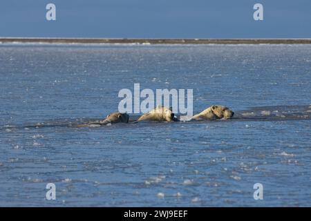 Ours polaires, Ursus maritimus, oursons de truie nageant dans l'eau dans la banquise nouvellement formée mer de Beaufort Océan Arctique 1002 zone de l'anwr, Alaska Banque D'Images