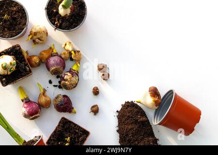 Plantation de bulbes de fleurs jacinthes, tulipe, crocus, jonquilles en pot Banque D'Images
