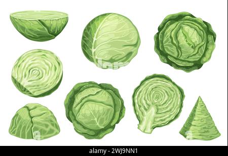 Chou blanc de dessin animé. Nourriture végétalienne biologique avec tige, feuilles et racines, légumes de ferme sains pour la salade et repas légers. Ensemble isolé de vecteur Illustration de Vecteur