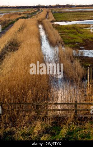 RSPB Frampton Marsh réserve naturelle vue au large de la rive de la mer regardant à l'intérieur des terres, Frampton, Boston, Lincolnshire, Royaume-Uni Banque D'Images