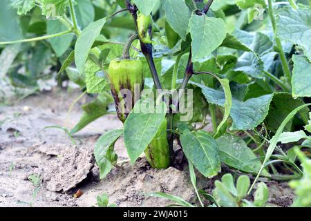 Dans le jardin, sur les branches d'un poivron, les fruits des poivrons mûrissent. Banque D'Images