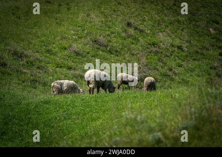 Photo isolée de 4 moutons au milieu d'un pré à Almaty, Kazakhstan Banque D'Images