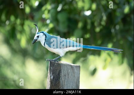 Portrait d'un magpie-jay à gorge blanche (Calocitta formosa), Costa Rica Banque D'Images
