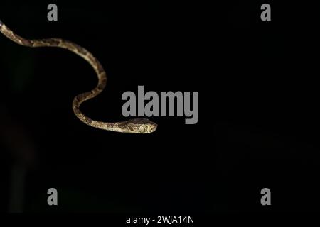Serpent de vigne à tête émoussée commun (imantodes cenchoa), costa rica Banque D'Images