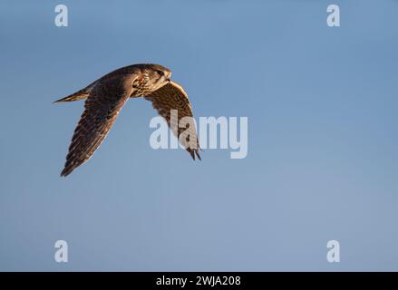 Une femelle sauvage Merlin (Falco columbarius) chassant à Lindisfarne, Northumberland Banque D'Images