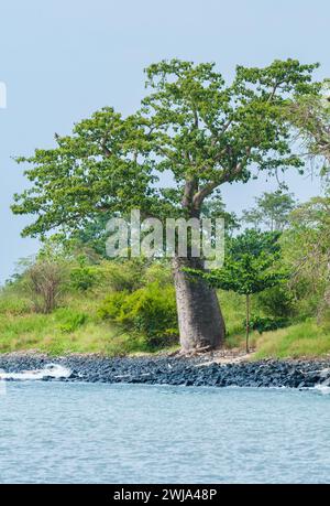 Un baobab solitaire se dresse au bord du rivage rocheux de Praia Emilia à Sao Tomé-et-principe, son tronc épais et sa verrière luxuriante dressée contre une Clea Banque D'Images