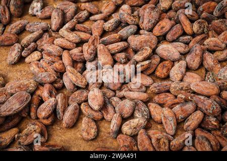 Plan détaillé de fèves de cacao crues étalées pour fermentation à Roça Diogo Vaz, mettant en valeur le processus initial de fabrication du chocolat. Banque D'Images