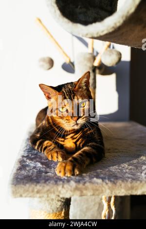 Un majestueux chat du Bengale avec des marques frappantes profite de la chaleur de la lumière du soleil sur une perche de chat en peluche, regardant avec confiance la caméra Banque D'Images