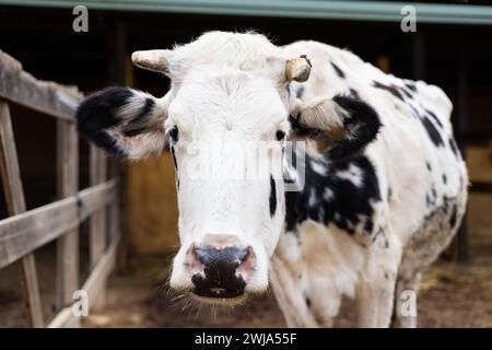 Gros plan portrait d'une vache laitière frisonne sur une ferme rurale en plein air Banque D'Images