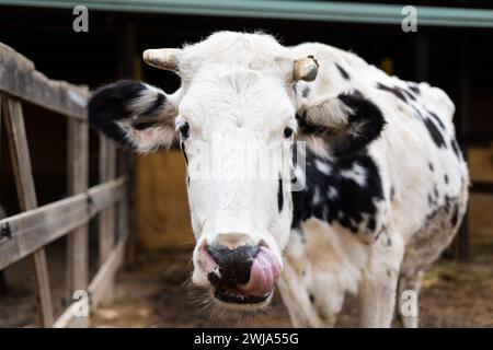 Gros plan portrait d'une vache laitière frisonne montrant sa langue sur une ferme rurale en plein air Banque D'Images