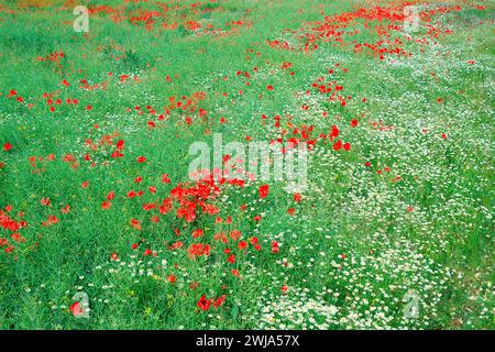 Un champ dynamique de coquelicots rouges et de marguerites blanches fleurissant au milieu de l'herbe verte, mettant en valeur la beauté naturelle d'un pré de fleurs sauvages Banque D'Images