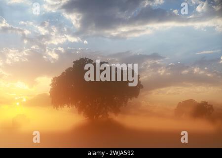 La lumière du soleil traverse la brume matinale, mettant en évidence la grandeur des chênes dans une scène forestière sereine, suggérant un endroit adjacent à cultiv Banque D'Images