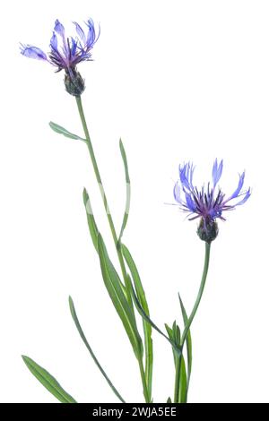 L'élégant centaury de montagne ou Centaurea montana fleurit capturé dans les moindres détails sur un fond blanc pur, soulignant leur violet complexe Banque D'Images