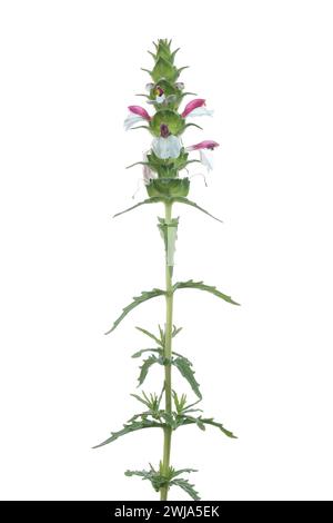 Une image détaillée d'une seule plante blanche de dictamo ou Origanum dictamnus avec des fleurs roses et blanches complexes, isolé sur un fond blanc pur. Banque D'Images
