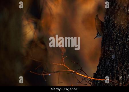 Une Nuthatch eurasienne Sitta europaea, spécimen mitochondrial s'accroche au flanc d'un arbre, baigné dans la lueur chaude du soleil couchant Banque D'Images