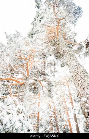 Vue basse vers le haut des pins givrés couverts de neige dans le paysage hivernal serein du parc national de Guadarrama en Espagne, mettant en valeur le natur Banque D'Images