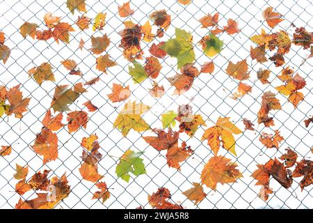 Feuilles d'automne piégées sur une clôture en treillis métallique sur un fond blanc Banque D'Images