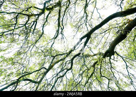 D'en bas à une canopée d'arbres avec des feuilles de printemps fraîches contre un ciel lumineux Banque D'Images
