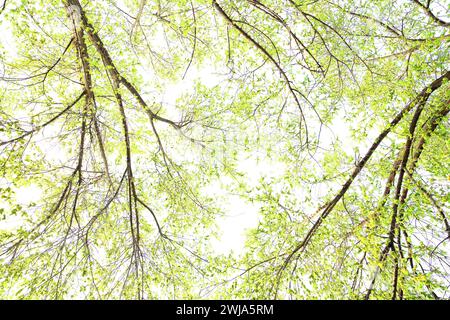 La lumière du soleil diffuse brillamment à travers la verdure luxuriante canopée d'une forêt méditerranéenne, vue d'en bas Banque D'Images