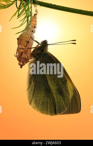 Image d'un papillon blanc de chou (Pieris rapae) juste après qu'il ait émergé de sa chrysalide, sur un fond orange chaud. Banque D'Images