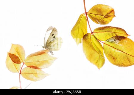 Papillon blanc chou perché délicatement sur des feuilles d'automne jaune vif sur un fond blanc. Banque D'Images