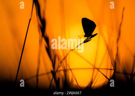 Un papillon Lycaenidae se silhouette contre un coucher de soleil doré, perché délicatement sur un brin d'herbe. Banque D'Images