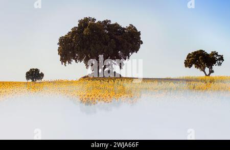 Un paysage serein représentant un champ de tournesol couvert de brume à l'aube, avec de majestueux chênes debout en arrière-plan Banque D'Images