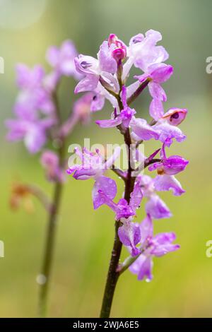 Gros plan délicate Orchis langei orchidée avec gouttelette affichant un amas de fleurs violettes Banque D'Images