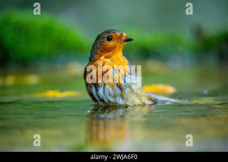 Un Erithacus rubecula, connu sous le nom de Robin européen, baigne dans une eau peu profonde aux bords moussues Banque D'Images