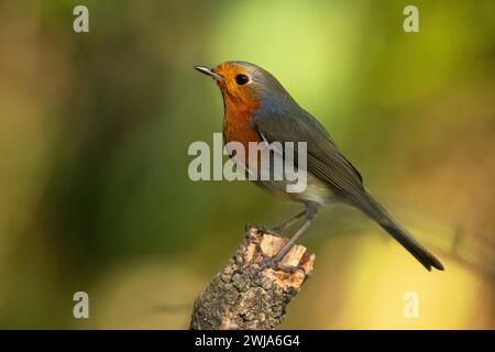 Un robin européen, Erithacus rubecula, perche sur un moignon sur un fond vert flou Banque D'Images