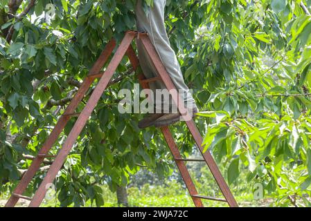 Homme méconnaissable debout sur l'échelle tout en cueillant des cerises fraîches mûres de l'arbre dans le jardin Banque D'Images