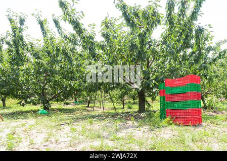 Pile de paniers en plastique rouge et vert de récolte sur des herbes sur des terres agricoles de cerisier par jour ensoleillé dans la campagne Banque D'Images