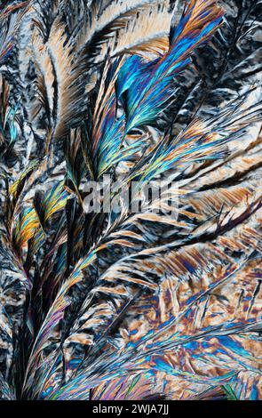 Photo macro capturant les détails complexes et les couleurs irisées des plumes, mettant en valeur un spectre de teintes dans une composition abstraite et texturée Banque D'Images