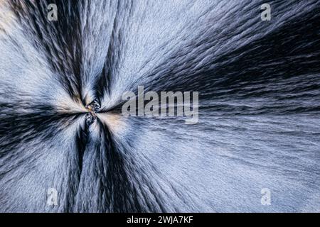 Cette image capture un gros plan de la fourrure d'un animal, mettant en évidence les motifs naturels qui convergent en un point central, créant un abstrait et mesmer Banque D'Images