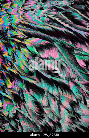 Cette image met en valeur un gros plan de plumes irisées avec un spectre de couleurs éblouissant, idéal pour les arrière-plans vibrants et artistiques Banque D'Images