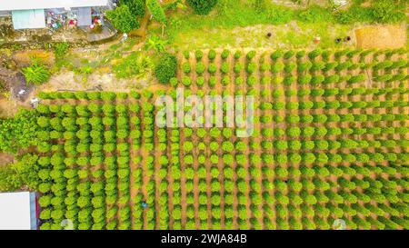 Vue aérienne de la plante de poivre noir dans l'île de Phu Quoc, Vietnam Banque D'Images