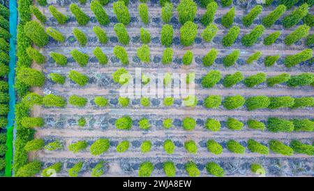Vue aérienne de la plante de poivre noir dans l'île de Phu Quoc, Vietnam Banque D'Images