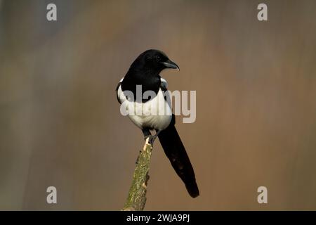 Oiseau - pica pica pica commun, oiseau très intelligent et intelligent avec plumage noir et blanc sur fond flou Banque D'Images