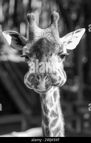 Un portrait drôle d'une girafe en contact visuel avec l'appareil photo Banque D'Images